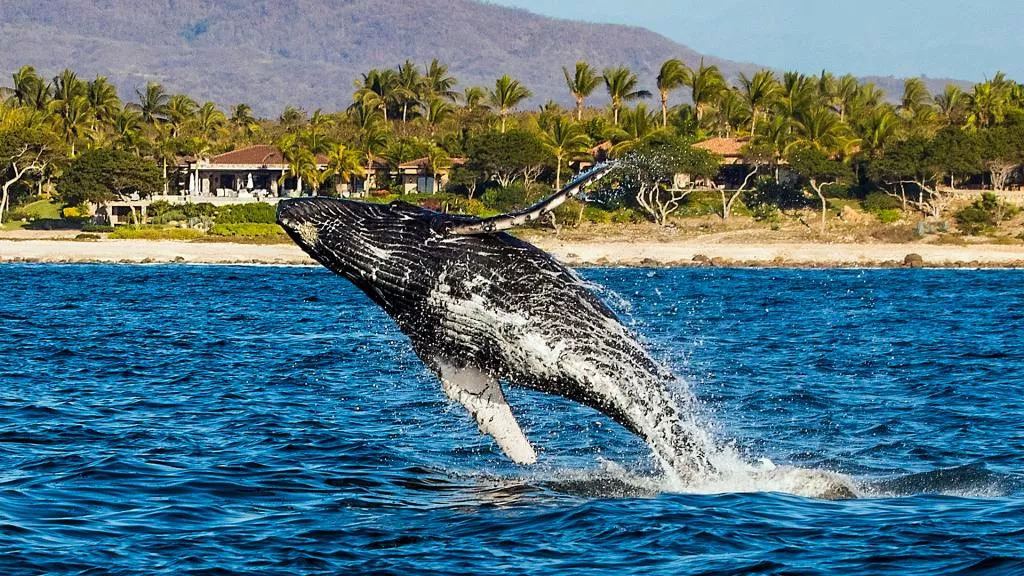 IRONMAN 70.3 Riviera Nayarit gallery image